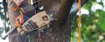 Best Leaf Removal  in Stratford, OK