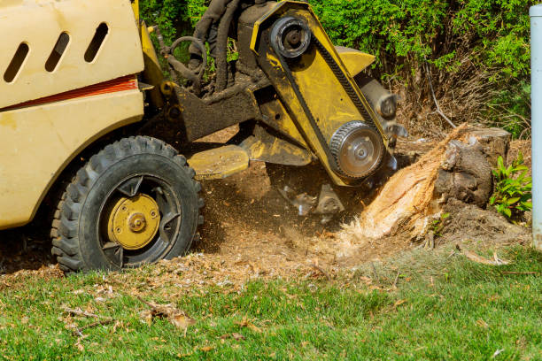 Professional Tree Services in Stratford, OK