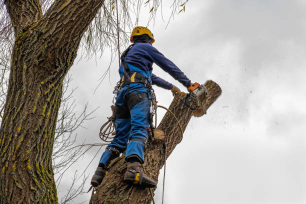 Best Tree and Shrub Care  in Stratford, OK