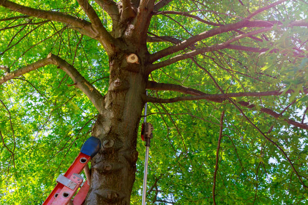 Best Hazardous Tree Removal  in Stratford, OK